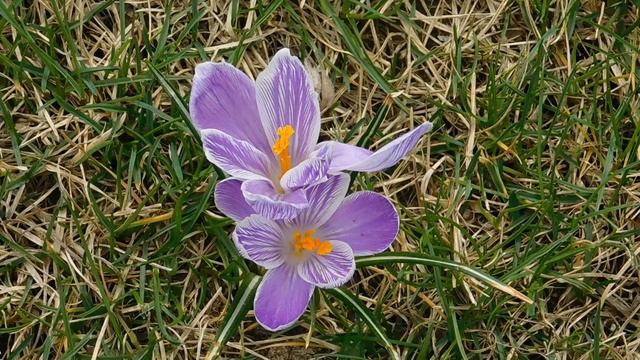 ВИДЕО ПВН  АВ   (51)