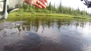 Путешествие по Кольскому полуострову. Часть шестая. Река Афанасия..