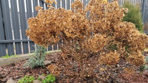 Осенняя обрезка метельчатых гортензий Тач оф Пинк, Гарденлайт Редлайт, Строуберри Блоссом, Полестар