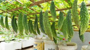 Советы по выращиванию горькой дыни для сбора урожая круглый год - без полива