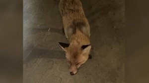 Лиса напала на сотрудницу автозаправки в Костанайской области Казахстана