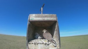 Балобаны на искусственном гнездовье