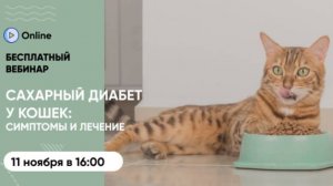 Бесплатный вебинар «Сахарный диабет у кошек:как распознать симптомы и подобрать эффективное лечение»