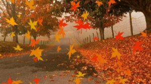 ОСЕННИЕ ЛИСТЬЯ🌿🍁// ЗАРА