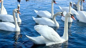 Брест. Встреча удалась!! Ручные лебеди такие милашки!!