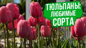 ТОП розовых тюльпанов по мнению ландшафтного дизайнера.