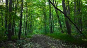 Гаряев-Матрицы.РФ__МОЩНЫЙ НАСТРОЙ  НАПОЛНЕНИЕ СИЛОЙ ИСЦЕЛЕНИЯ И ЗДОРОВЬЯ