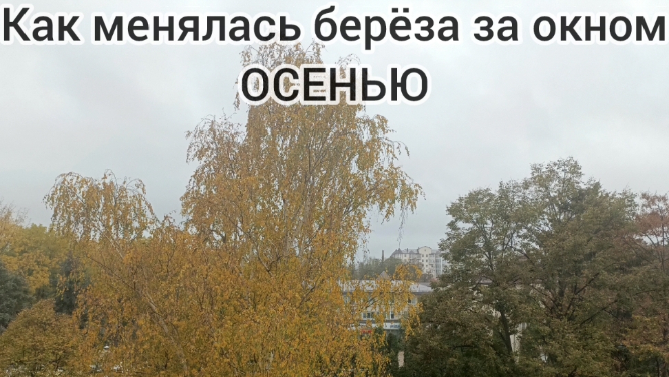 Как менялась берёза в течение одного месяца (или) Мой Дзен, моя Осень