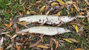 Удачная рыбалка по хищнику в ноябре! Живец, Щуки, Боковой кивок.