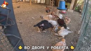 Содержание кур в домашних условиях и других птиц во дворе у Роберта 🐣🐤🦆🐔🪿🦃 (330)