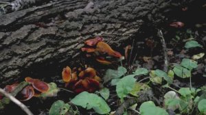 Закрытие грибного сезона 2025. Часть 1