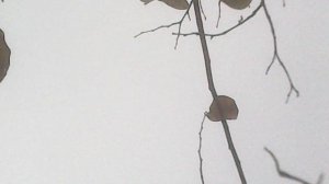 Переноска саженцев на зимнее хранение