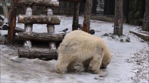 Медвежата доедают рыбу, которую они поймали 05.11.2025