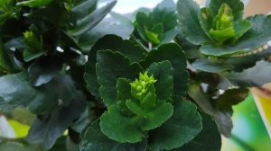 11-11-2025 каланхоэ а деревне