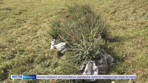 В этом году в Кузбассе высадили 4,3 млн деревьев