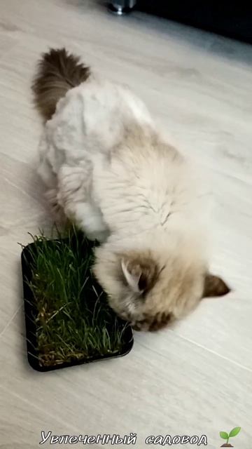 Витамины для котейки.