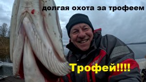 Долгая охота за трофеем.