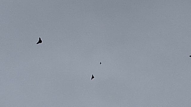 1000106364.mp4 летные бабочки смотреть онлайн