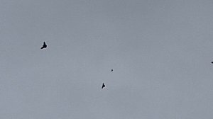 1000106364.mp4 летные бабочки