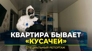 В Ноябрьске жильцов многоэтажки атакуют клопы