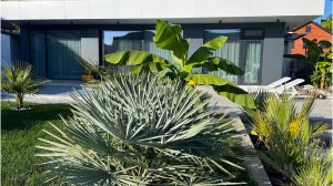 Мой сад в Ноябре 2025. Подготовка пальм к зиме в Краснодаре.