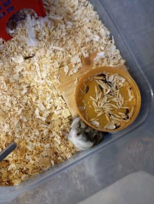 всё о джунгариках