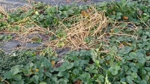 Рассада клубники в наличии ремонтантные сорта, отличная корневая, просто лучшая