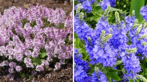 3 лучших почвопокровных многолетников для сада, которые украсят клумбы, дорожки и цветники