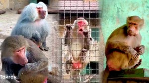 Люся сделала из мороженого МЯЧ! ХОХМА! ОКЛЕВЕТАЛИ Шурика и он начал ОПРАВДЫВАТЬСЯ! РАЗОЗЛИЛСЯ - ужас