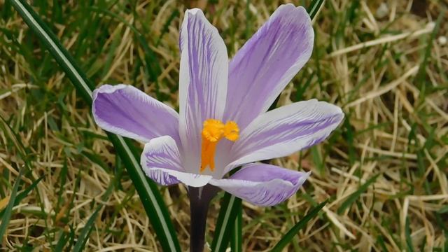 ВИДЕО ПВН  АВ   (42)