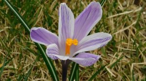 ВИДЕО ПВН  АВ   (42)