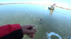 ПЕРВЫЙ ЛЕД ТРЕЩИТ...ЛЕСКУ РВУТ ГОРБАЧИ аж мурашки по телу!!!Рыбалка 2025 по перволедью