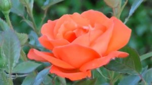 Гаряев-Матрицы.РФ__Вступительная медитация Гаряева для успешного исцеления