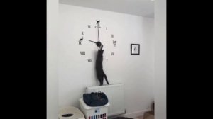 Приколы, самые смешные.