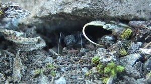 Муравьи готовятся к зимовке / Ants are preparing for winter