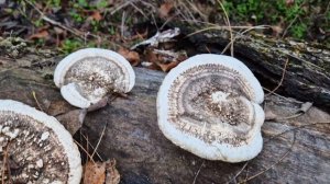 Грибы-паразиты на деревьях. Гриб трутовик.