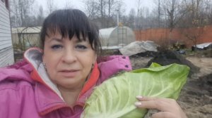 Посадила лук на зелень. Готовлю голубцы из необычной капусты. Наводим порядок после стройки.