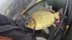 КАРАСЬ-ЗАКИЛУШНИК