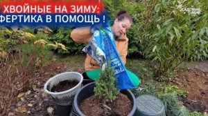 ХВОЙНЫЕ ОСЕНЬЮ - ПОДКОРМКА ФЕРТИКОЙ. ЧТО ДЕЛАТЬ С УКОРЕНЕННЫМИ ЧЕРЕНКАМИ ТУИ И КОНИКИ.