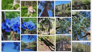 Природа под музыку