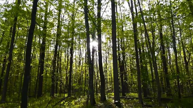 Гаряев-Матрицы.РФ__Могущественная Медитация. Послушав 5 Минут и Тело Начнет Себя Лечить смотреть онлайн