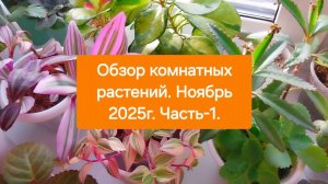 Обзор комнатных растений.💖🎄 Ноябрь 2025г. Часть-1.🌿🌸🫶