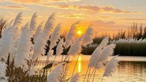 🎼. RASELHITS - «LOVE IS YOU»