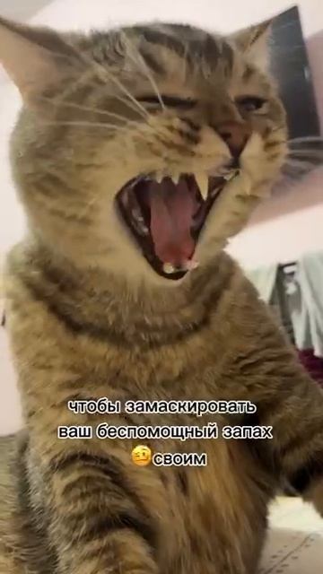 Мне нужен такой охранник!