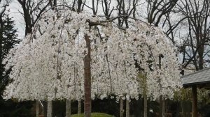 ВИДЕО ПВН  АВ   (41) КРАСНОДАР. ПАРК  ГАЛИЦКОГО.