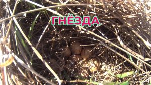 Гнезда Птиц