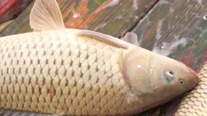 Сазана весом в семнадцать килограммов поймали в Новосибирской области в сезон промышленного  улова