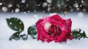 БЕЛЫМ-БЕЛЫМ ЗАМЕТАЕТ ВСЁ ВОКРУГ...