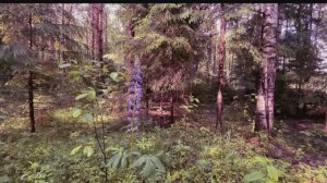 ОНА НАЛОЖИЛА ПРОКЛЯТИЕ НА ВСЮ ДЕРЕВНЮ | Страшные истории на ночь про лес. Мистика