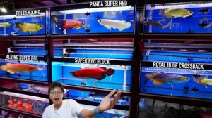 Сингапур:  Арованы